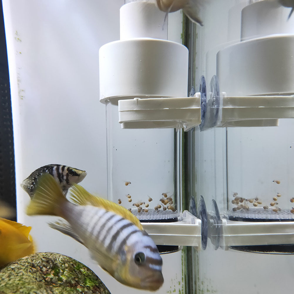 Aquarium Fish Cichlid - Incubateur à œufs de 40 mm