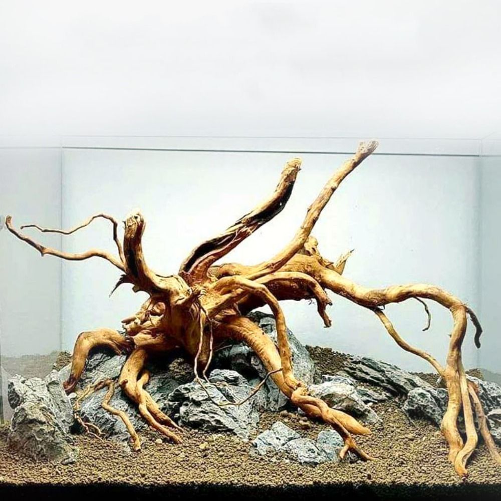Aquarium Fish Cichlid - Tronc d'arbre naturel pour décoration d'aquarium,