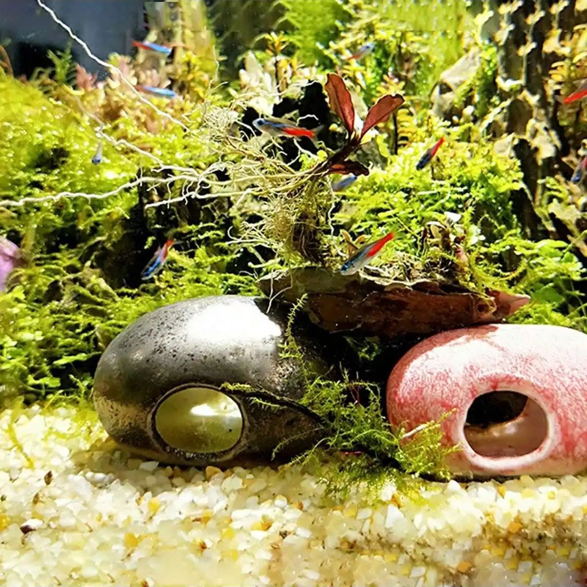 Pierre de gravier en cristaux  - Aquarium Fish Cichlid avis et prix