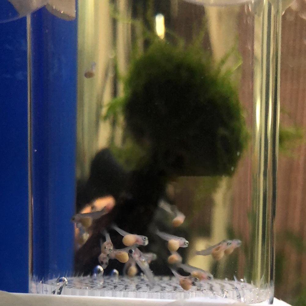 Incubateur d'œufs de poisson d - Aquarium Fish Cichlid avis et prix