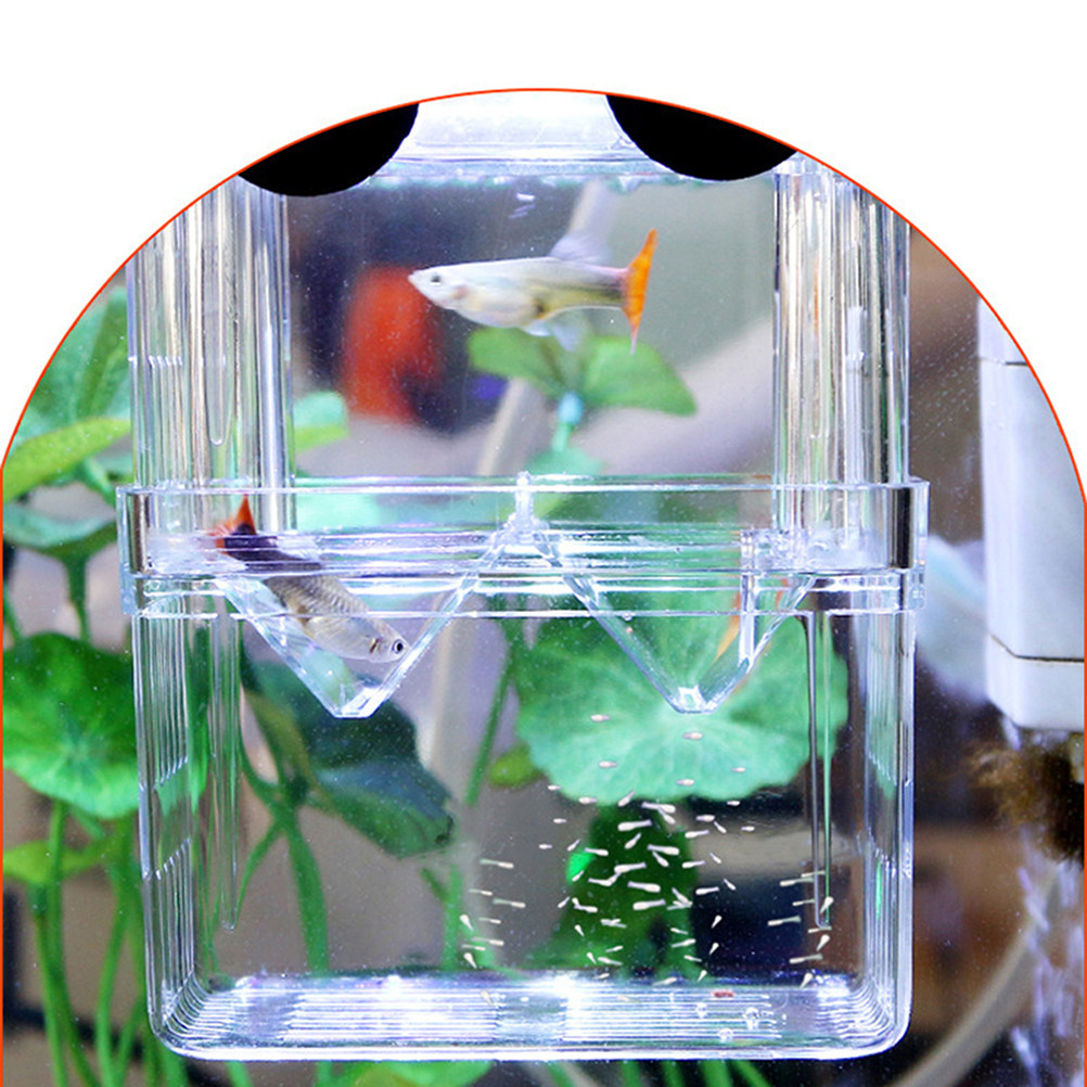 Boîte d'élevage transparente p - Aquarium Fish Rate avis et prix