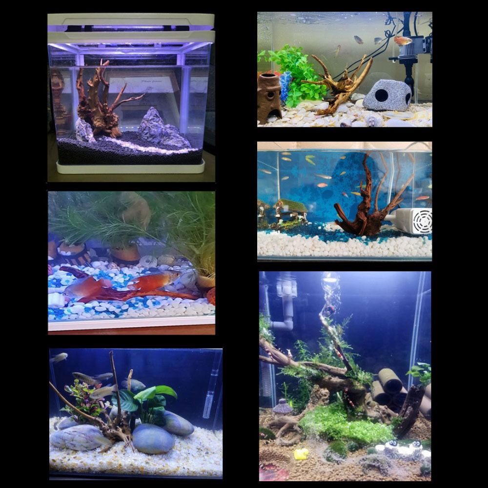 Tronc d'arbre naturel pour déc - Aquarium Fish Cichlid avis et prix