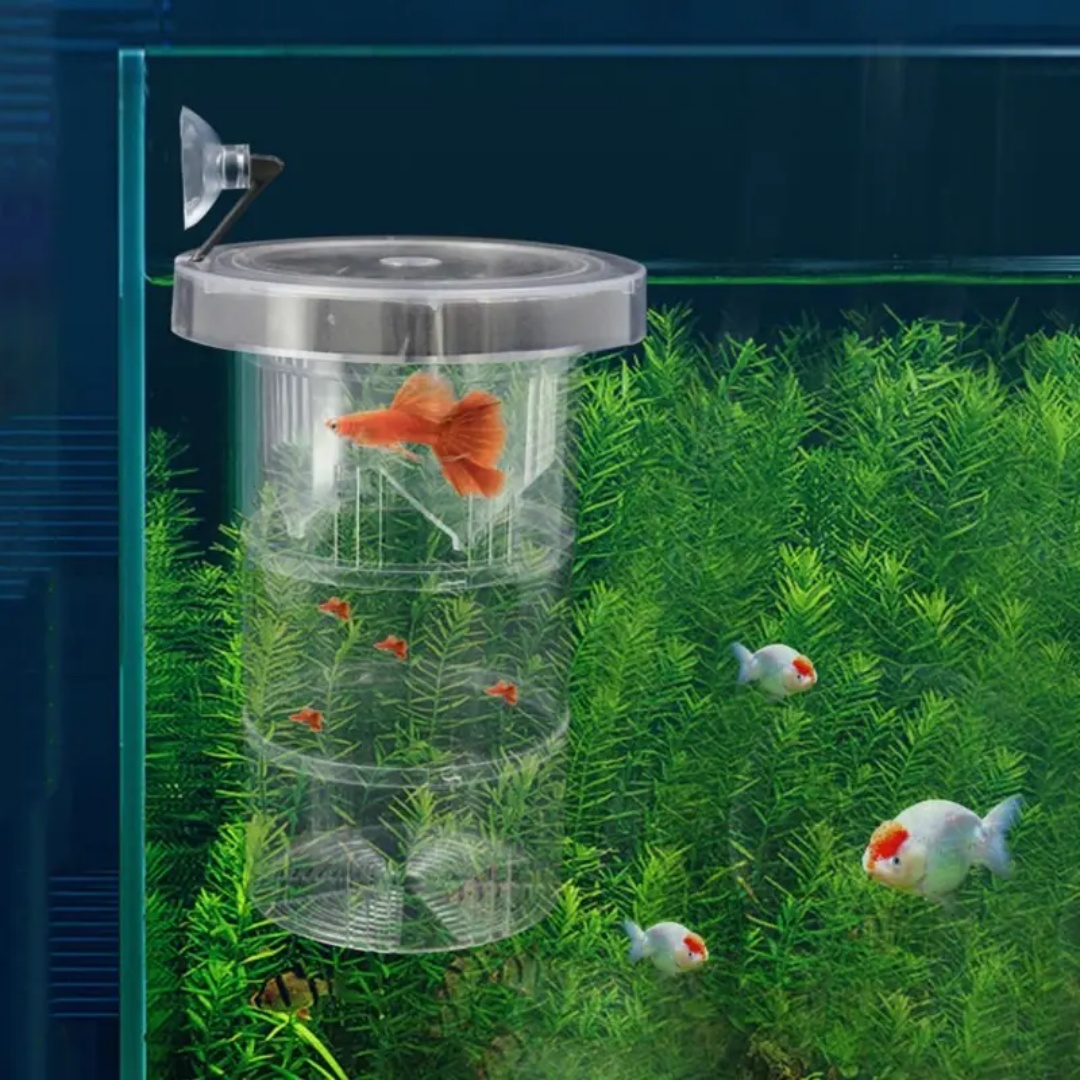 Boîte d'isolation flottante en - Aquarium Fish Escape avis et prix